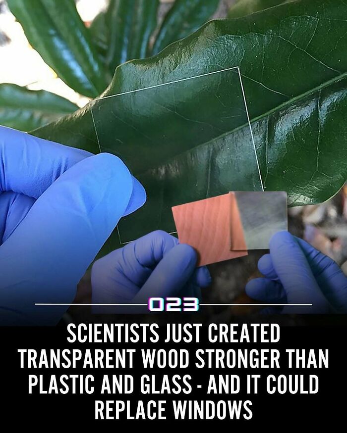 Hands in blue gloves holding transparent wood samples over a green leaf, showcasing new strong transparent wood innovation.