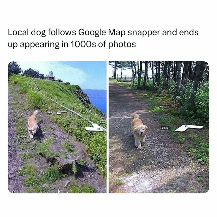 Local dog humorously follows Google Map photographer, featured in funny and wholesome animal posts to cleanse your feed.