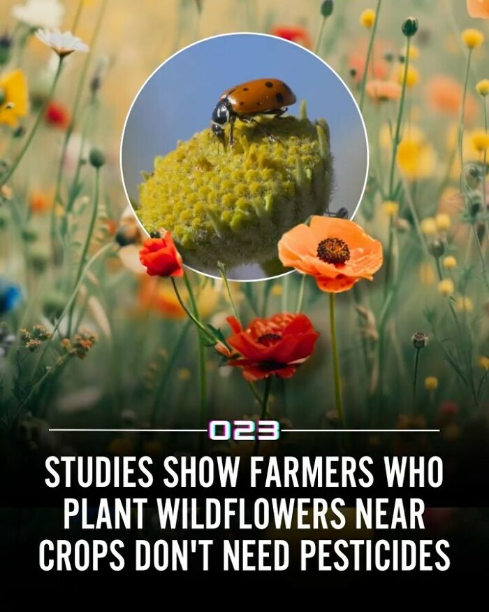 Close-up of a ladybug on a yellow wildflower highlighting positivity recommended with wholesome facts about nature and farming.