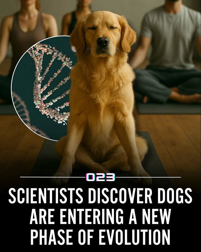 Golden retriever meditating with people and DNA strand, highlighting positivity recommended and wholesome facts about dogs evolution.