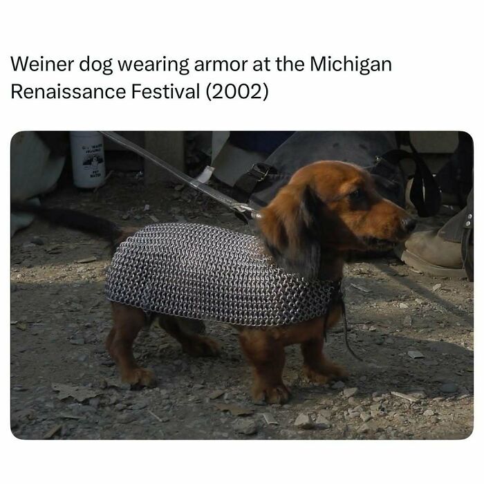 Weiner dog wearing metal armor at a festival, a funny and wholesome animal moment to cleanse your feed