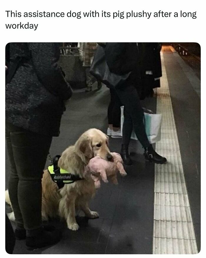 Assistance dog holding a pig plushy at a train station, part of funny and wholesome animal posts to cleanse your feed.