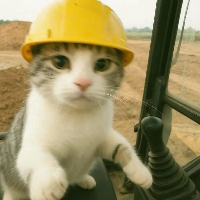 Cute cat wearing a yellow construction helmet, sitting inside a vehicle, showcasing funny and adorable pets deserving the best snacks.