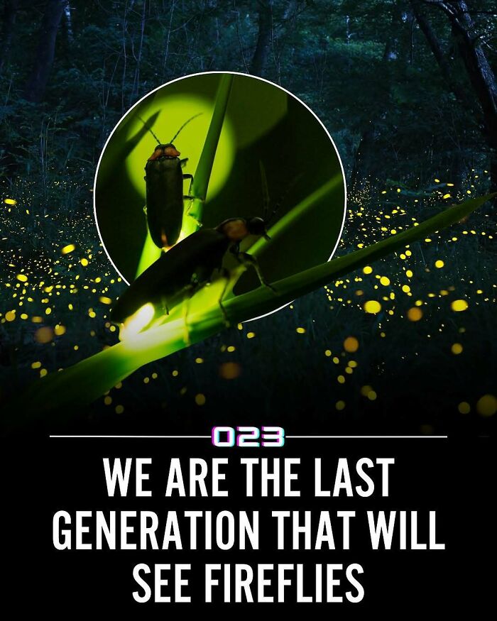 Fireflies glowing in a forest at night, highlighting a wholesome fact about positivity recommended and nature's fading beauty.