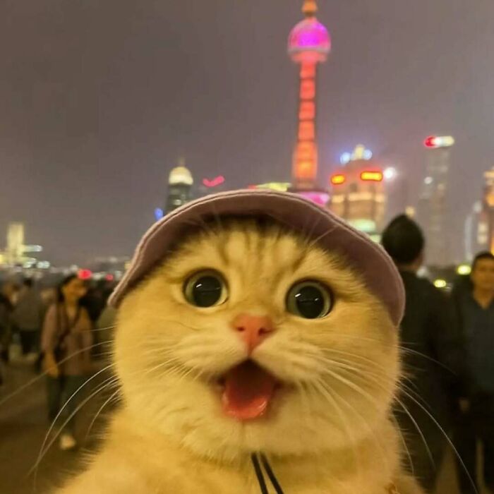 Cute cat wearing a hat with big eyes, representing funny and adorable cats and dogs that deserve the best snacks.