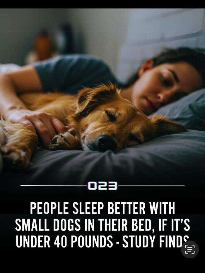 Person sleeping peacefully in bed with a small dog under 40 pounds, promoting positivity and wholesome facts.