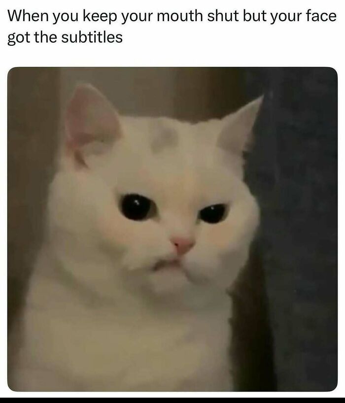 Cat with a serious expression, illustrating memes to help handle reality with humor through funny animal reactions.