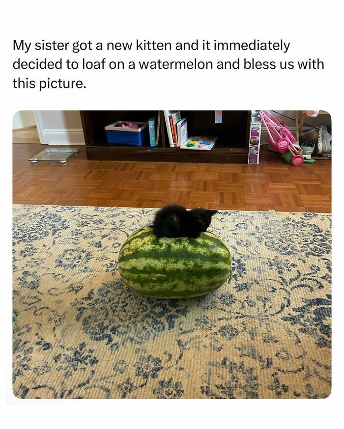 Black kitten loafing on a large watermelon on a patterned rug in a home setting featuring animals and humor.