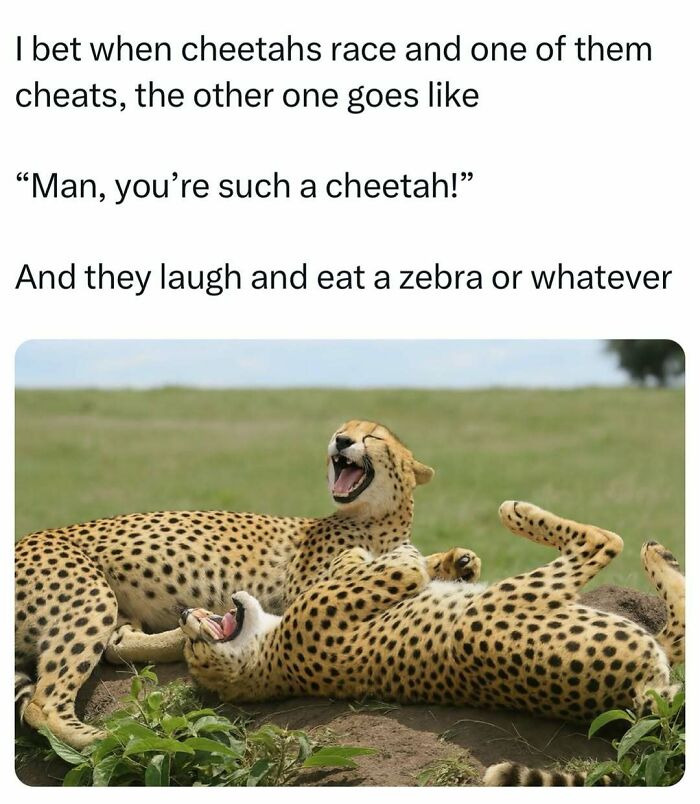 Two cheetahs lying on grass laughing at a funny dad joke about one being a cheetah during a race.