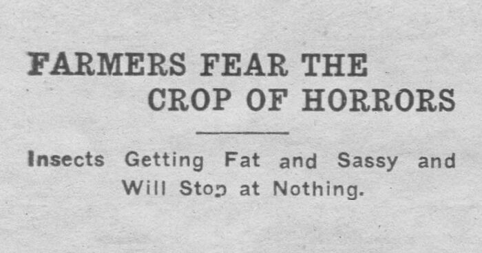 Vintage newspaper clipping with headline about farmers fearing a crop of horrors caused by fat and sassy insects.