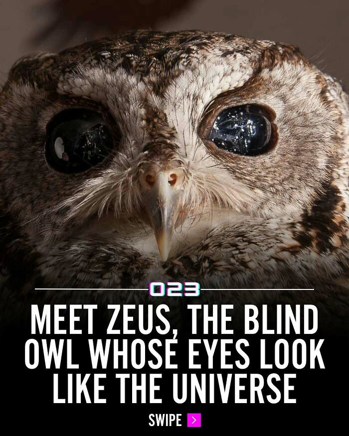 Close-up of a blind owl with deep reflective eyes, featured in wholesome facts to inspire positivity today.