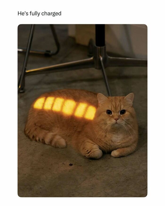 Orange cat lying on the floor with sunlight patterns on its back, featured in funny and wholesome animal posts.
