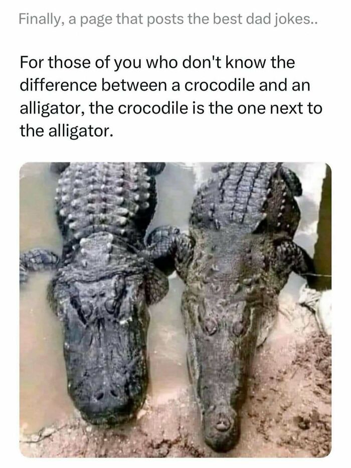 Two reptiles side by side in water illustrating a funny dad joke about the difference between crocodiles and alligators.