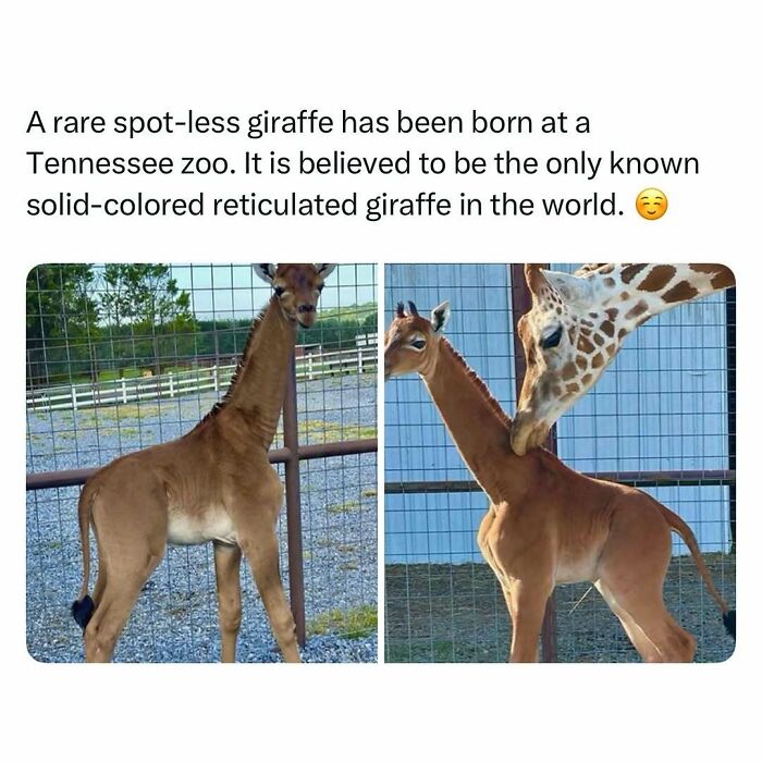 Rare spot-less giraffe calf at Tennessee zoo, a unique and funny animal post to cleanse your feed with wholesome moments.