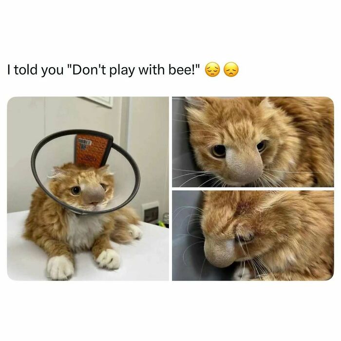 Injured orange cat with a cone collar showing a swollen nose, featured in funny and wholesome animal posts.