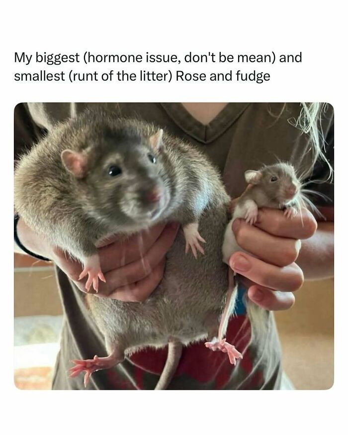 Two rats, one large and one small, being gently held, showcasing funny and wholesome animals to cleanse your feed.
