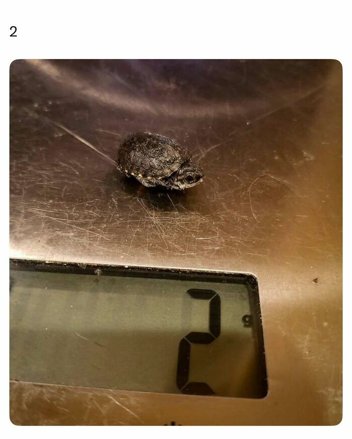 Tiny baby turtle on a digital scale showing weight of two grams in a funny and wholesome animal post.