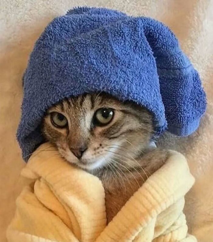 Cute cat wearing a blue towel hat and cozy yellow robe, highlighting funny and adorable cats that deserve the best snacks.