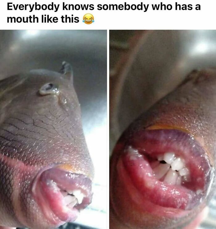 Close-up of a fish with human-like lips and teeth, a humorous meme to help handle reality with humor.