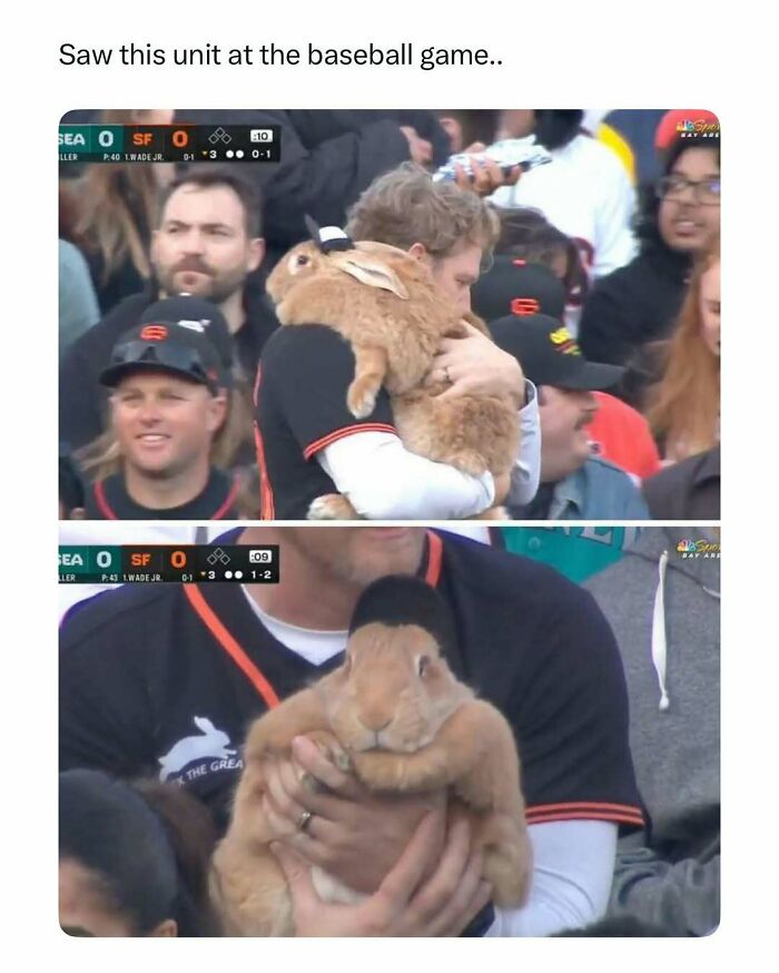 Man at a baseball game holding a large, fluffy rabbit, capturing a funny and wholesome animal moment.