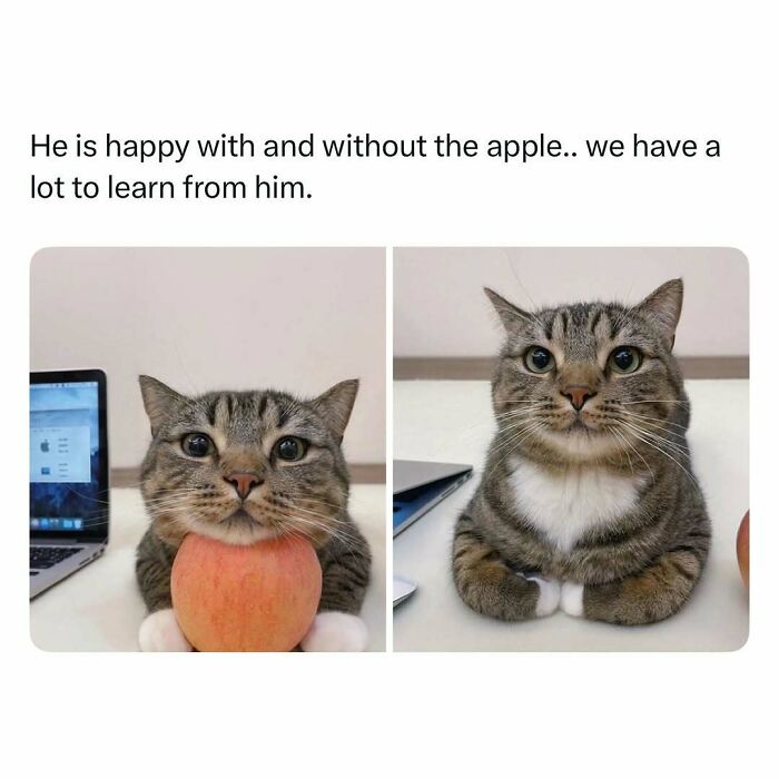 Tabby cat happily posing with and without an apple, showcasing funny and wholesome animals to cleanse your feed.