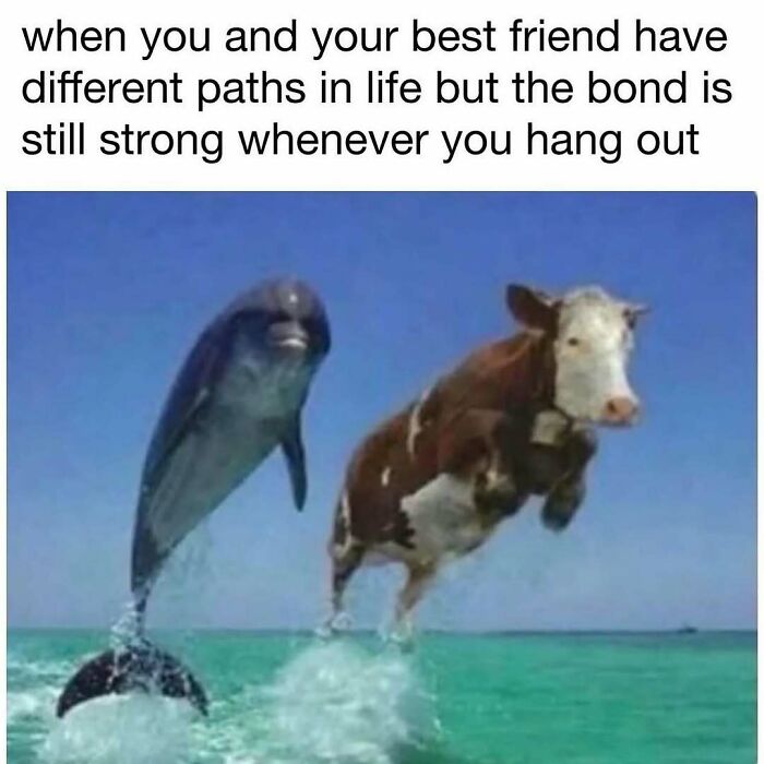 A humorous meme showing a dolphin and cow jumping out of water, symbolizing strong bonds despite different life paths.
