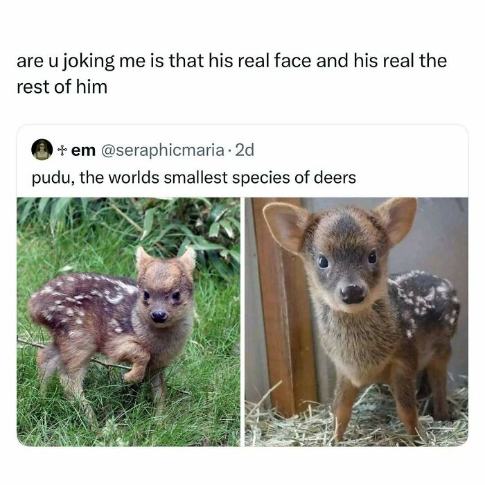 Two images of pudu, the world's smallest species of deer, featured in funny and wholesome animal posts to cleanse your feed.