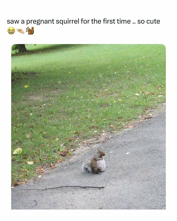 Pregnant squirrel sitting on a path beside grass in a wholesome animal post to cleanse your feed.