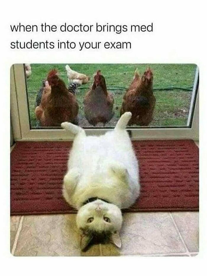 Cat lying on its back inside a door with chickens looking in, showcasing animals delighting us with their antics in memes.