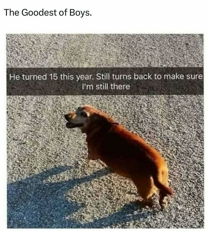 Brown dog looking back on gravel path, showing loyal animal antics that delighted us with their charm and warmth.