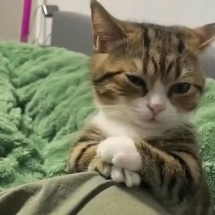 Adorable tabby cat resting with paws crossed on a green blanket, showcasing funny and cute pet moments for best snacks.