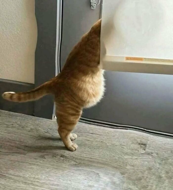 Orange cat standing on hind legs peeking through a pet door, showing funny and adorable cats and dogs cuteness.