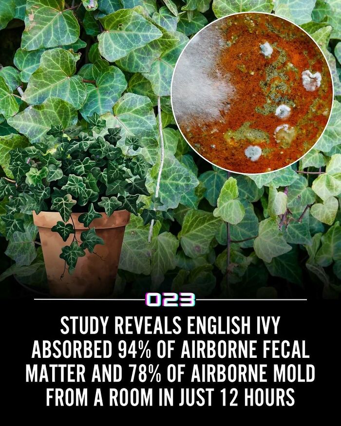 English ivy in a pot absorbing 94% of airborne fecal matter and 78% of airborne mold indoors in 12 hours.