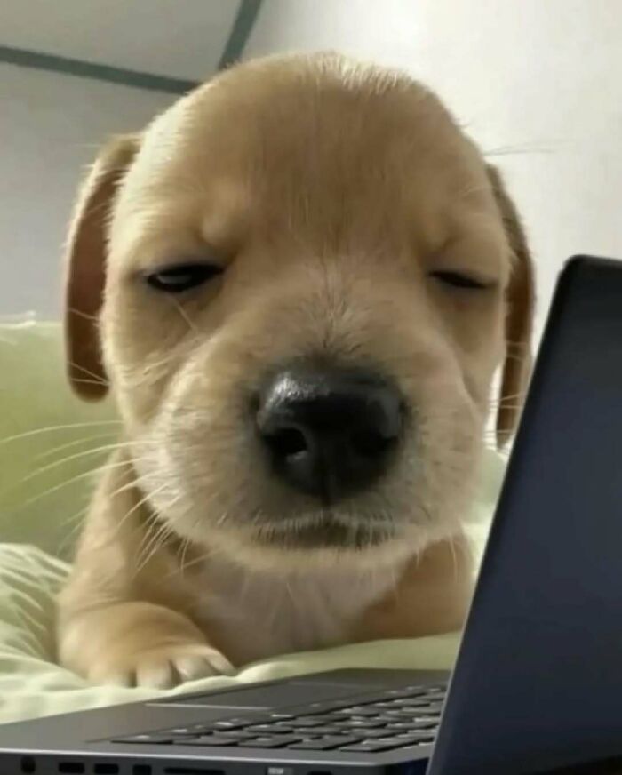 Close-up of an adorable puppy looking sleepy while lying by a laptop, showcasing funny and adorable cats and dogs.