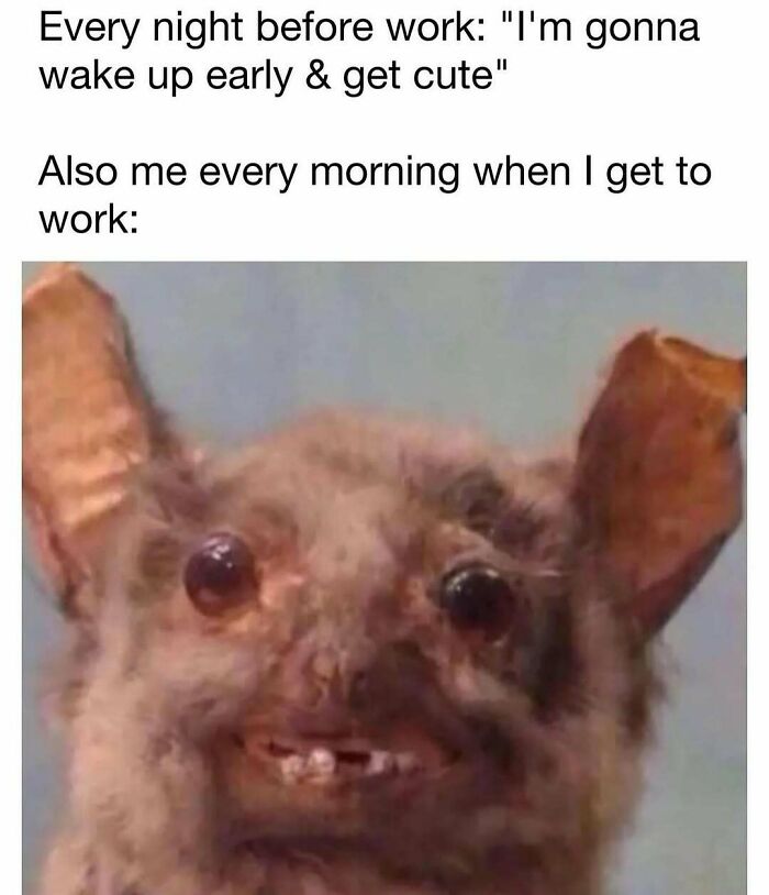 Funny meme with a tired-looking animal face illustrating reality and humor in everyday work struggles.