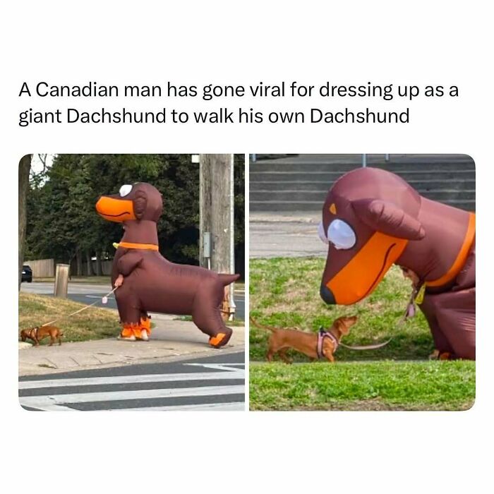Man dressed as giant Dachshund walking his small Dachshund dog in funny and wholesome animal post.