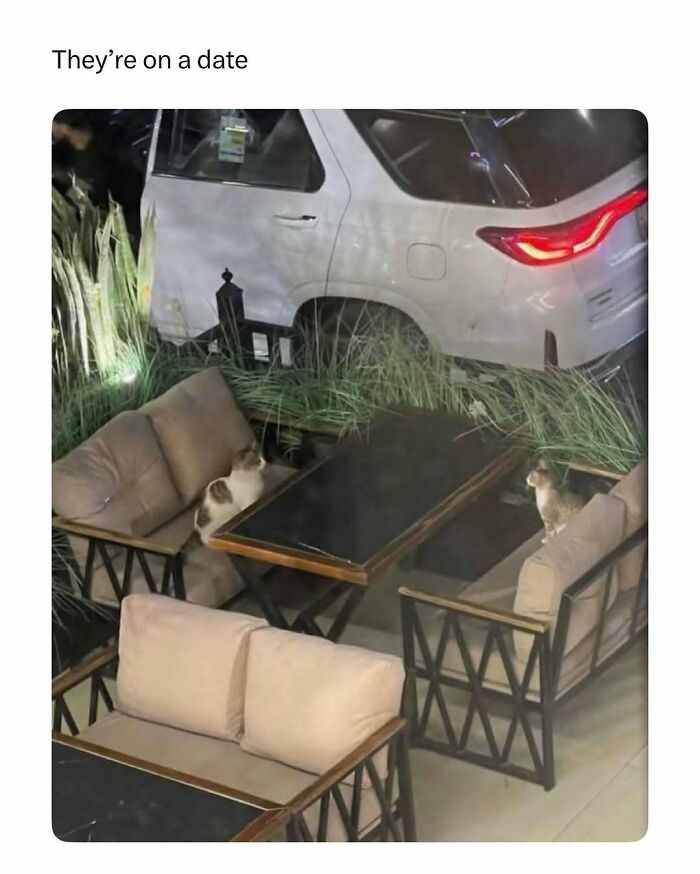 Two cats sitting on outdoor chairs facing each other at a table, a funny and wholesome animal moment.