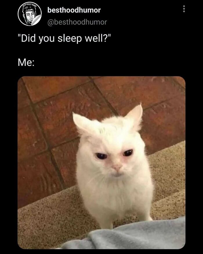 White cat with a grumpy face standing on carpet and tile floor, relatable meme about sleep in funny memes collection.