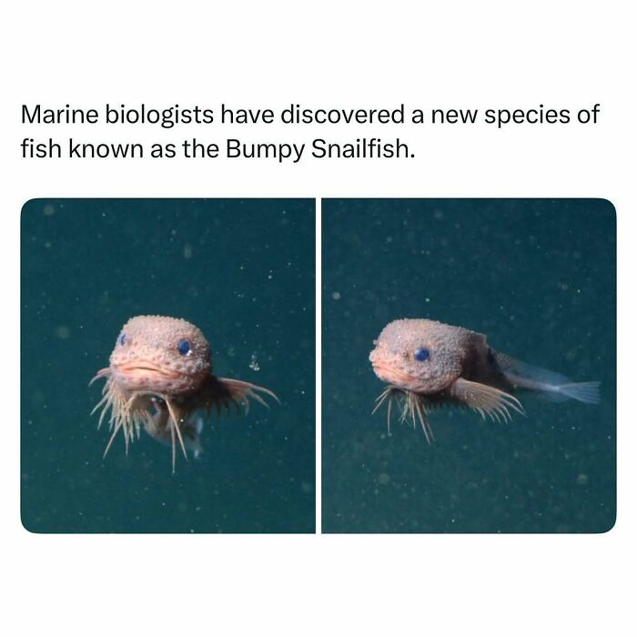 Bumpy Snailfish underwater close-up photos showing a unique and funny animal featured in wholesome posts with animals.