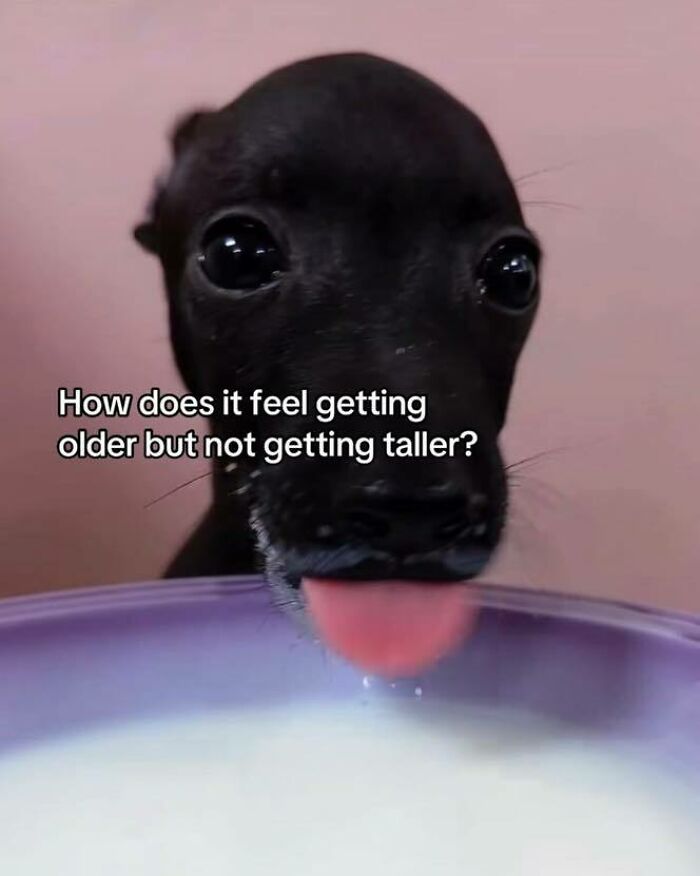 Black dog licking from a bowl with a meme text about getting older but not getting taller, popular Know Your Meme humor.