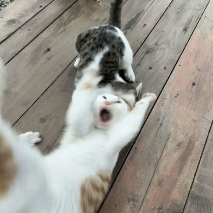 Two funny and adorable cats playfully interacting on wooden floor, showcasing their cuteness deserving the best snacks.