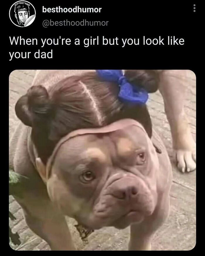 Dog with a wig styled like a girl’s hair buns, humorously matching the caption about looking like your dad meme.