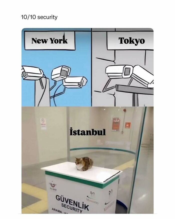 Funny and wholesome animal security meme showing a cat as security guard in Istanbul to cleanse your feed.