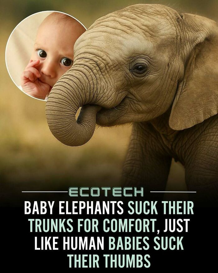 Baby elephants suck their trunks for comfort, similar to how human babies suck their thumbs, positivity recommended fact.