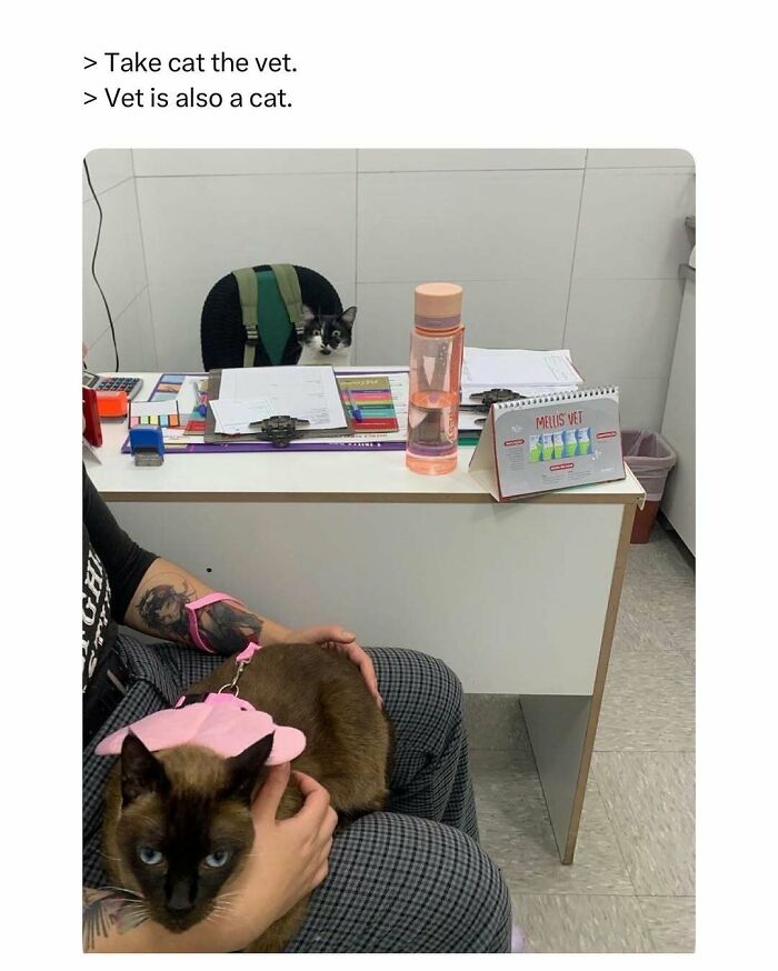 Cat dressed in pink held by person at vet office with another cat sitting behind the desk, showcasing funny and wholesome animals.