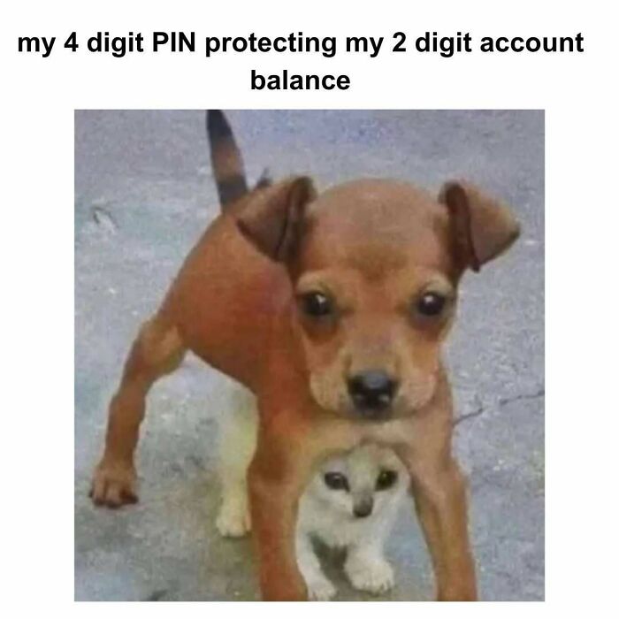 Small dog standing protectively over tiny kitten, a humorous meme illustrating account balance security with PIN, from Know Your Meme.