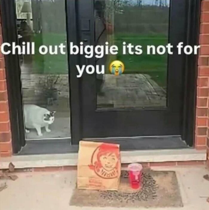 Cat looks through doorway at Wendy’s bag and drink on mat, a meme from Know Your Meme collection.
