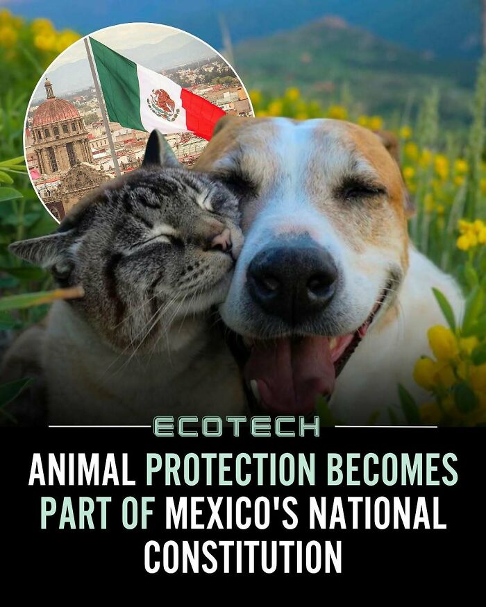 Happy dog and cat cuddling in a field of flowers promoting positivity and animal protection in Mexico's national constitution.