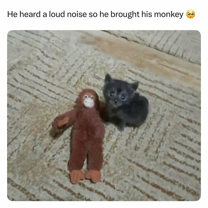 A tiny kitten sitting next to a stuffed monkey toy on a patterned carpet in a wholesome animal post.