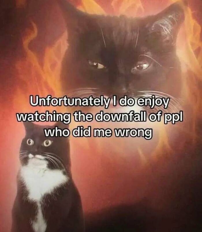 Black and white cat meme with fiery background, featuring text about enjoying the downfall of people who did wrong, know your meme.
